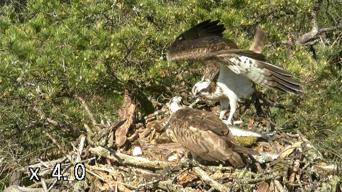 The first egg on the second osprey nest has hatched! Fingers crossed for the second egg!