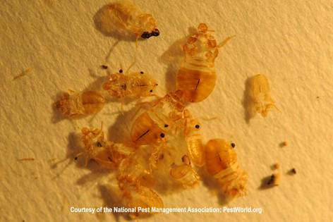 PestWorld's tweet image. Bed bugs molt once during each stage of development leaving skins behind as seen in the photo #BedBugAwarenessWeek
