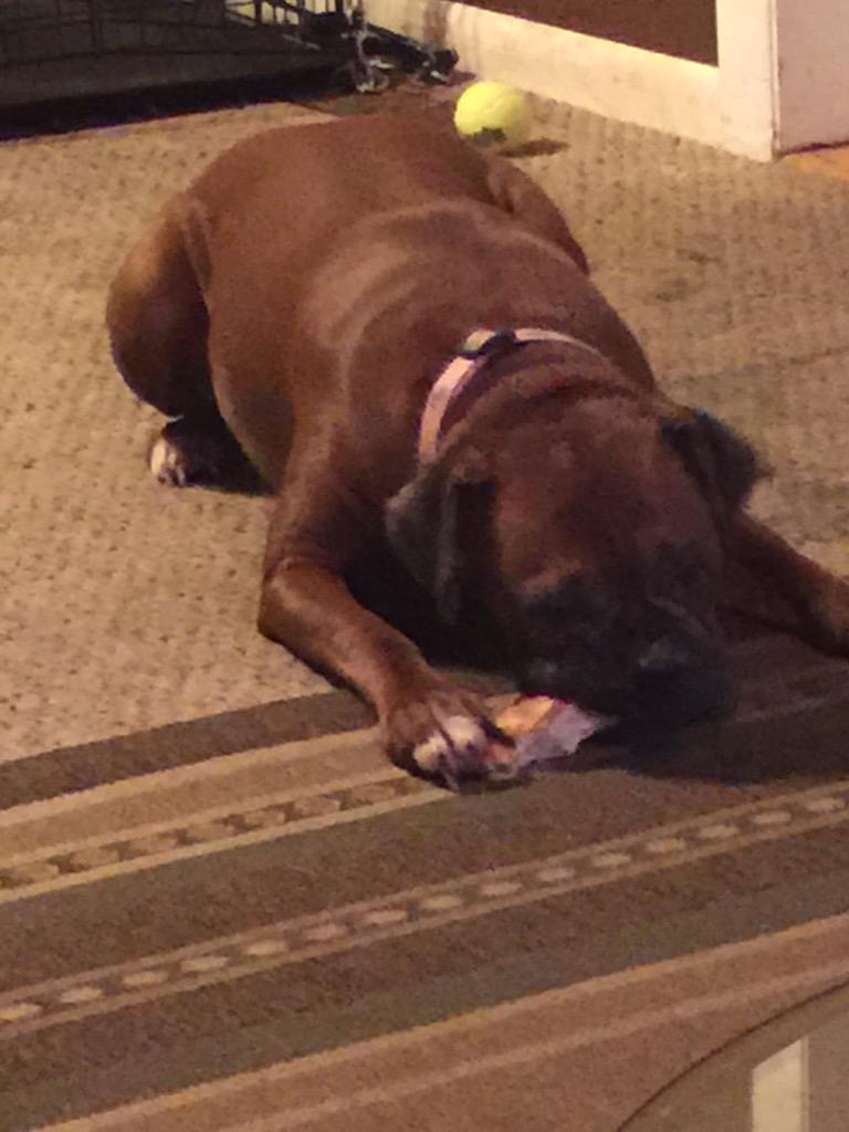 Gigi_Boxer's tweet image. 🍕 crust is my fave!