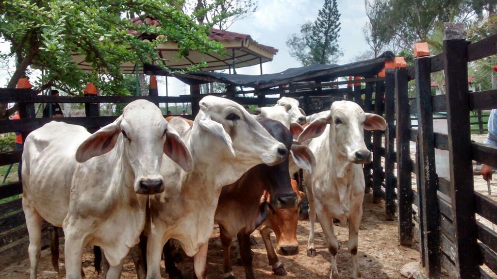 Avanza ejercicio de control de la masa ganadera en Camagüey 