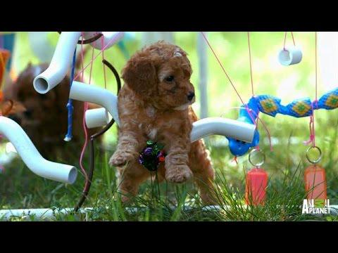 _Yorkie's tweet photo. Freddy Finds His Own Fun - and Trouble | Too Cute! http://t.co/MY74EUQoR1 #staged http://t.co/qyBCNlGcF0