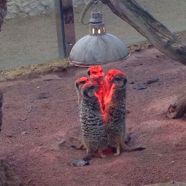 PuRe_Rays's tweet image. Quand tu prévoit un plan diabolique avec ta team