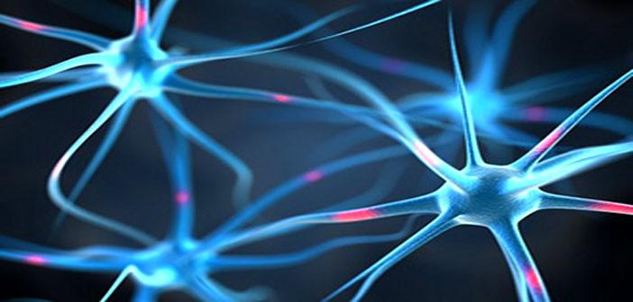 Large doses of #antioxidants may be harmful to neuronal stem cells  psypost.org/2015/06/large-…