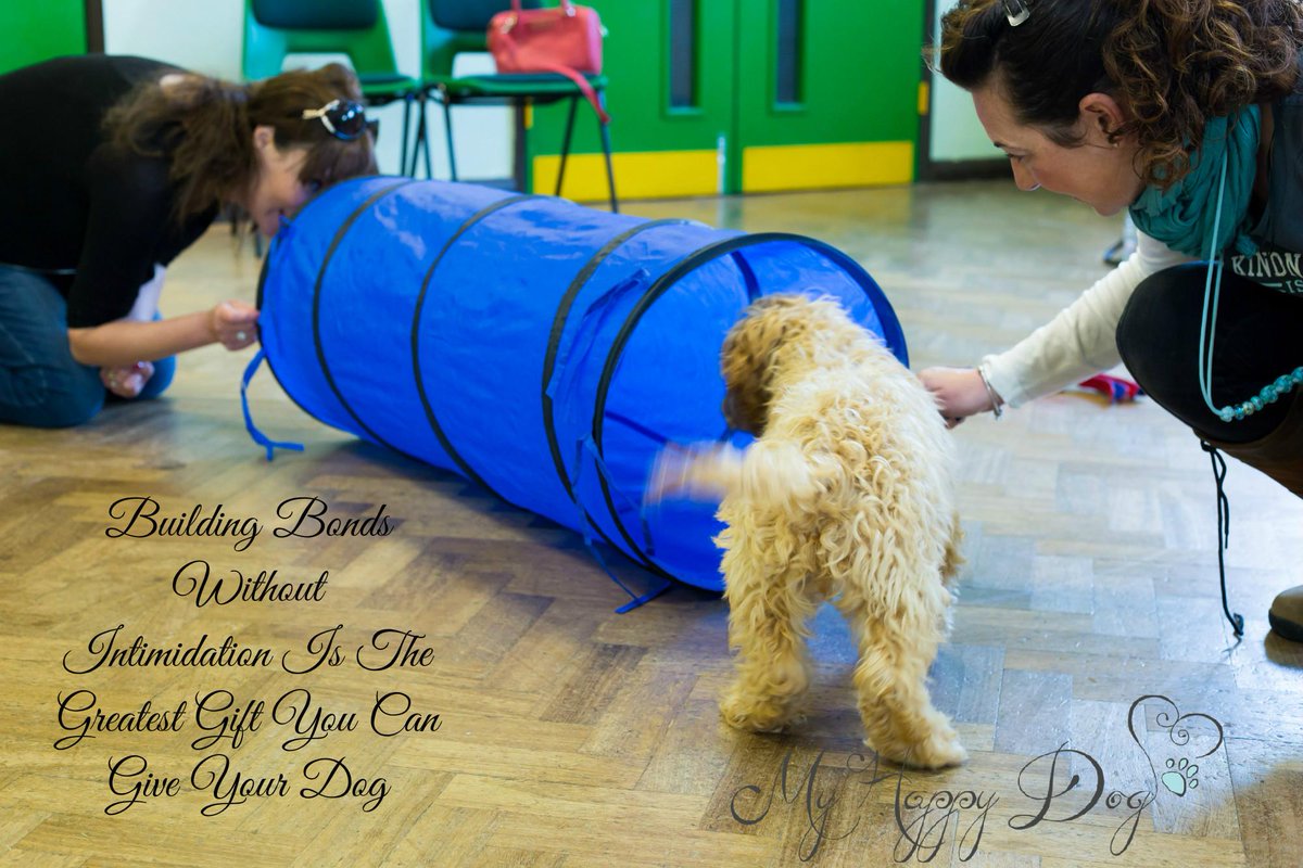 Myhappydoguk's tweet image. Building Bonds with your Dog is the Greatest Gift you can give them #sciencebasedtraining #puppytraining #solihull