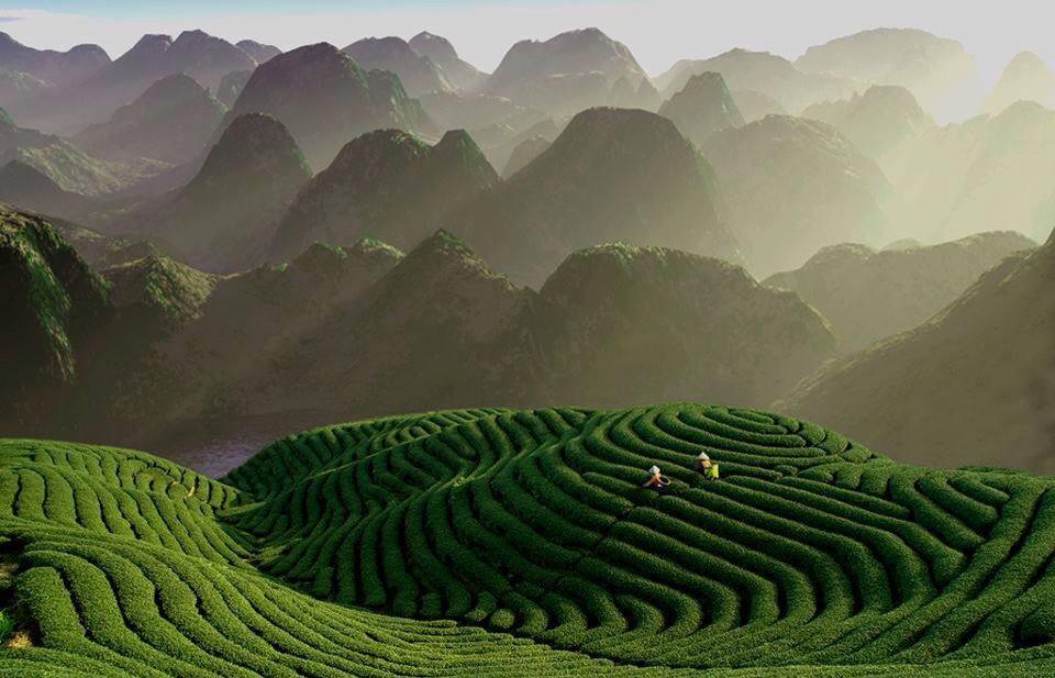Campos de Té, China #Naturaleza