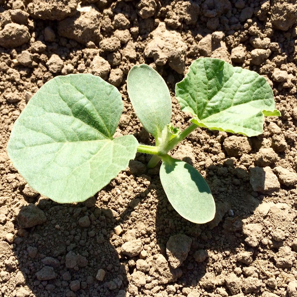 marc_suderman's tweet photo. Uniform growth of #melon plants w/ plant-ready #ultragro 8-16-8; #iFertilize http://t.co/uoY8UtnxTd