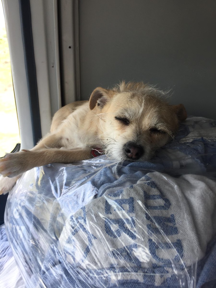 McGidget's tweet image. So #tired! @RagDiva has me working too hard!