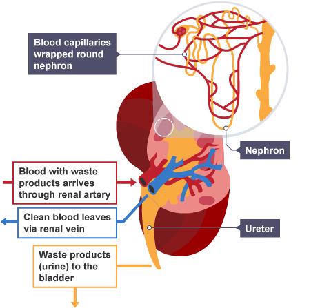 HaygroveScience's tweet photo. What are the 3 main process that happen within the nephron? TWEET! #b3 http://t.co/VExogifKm1
