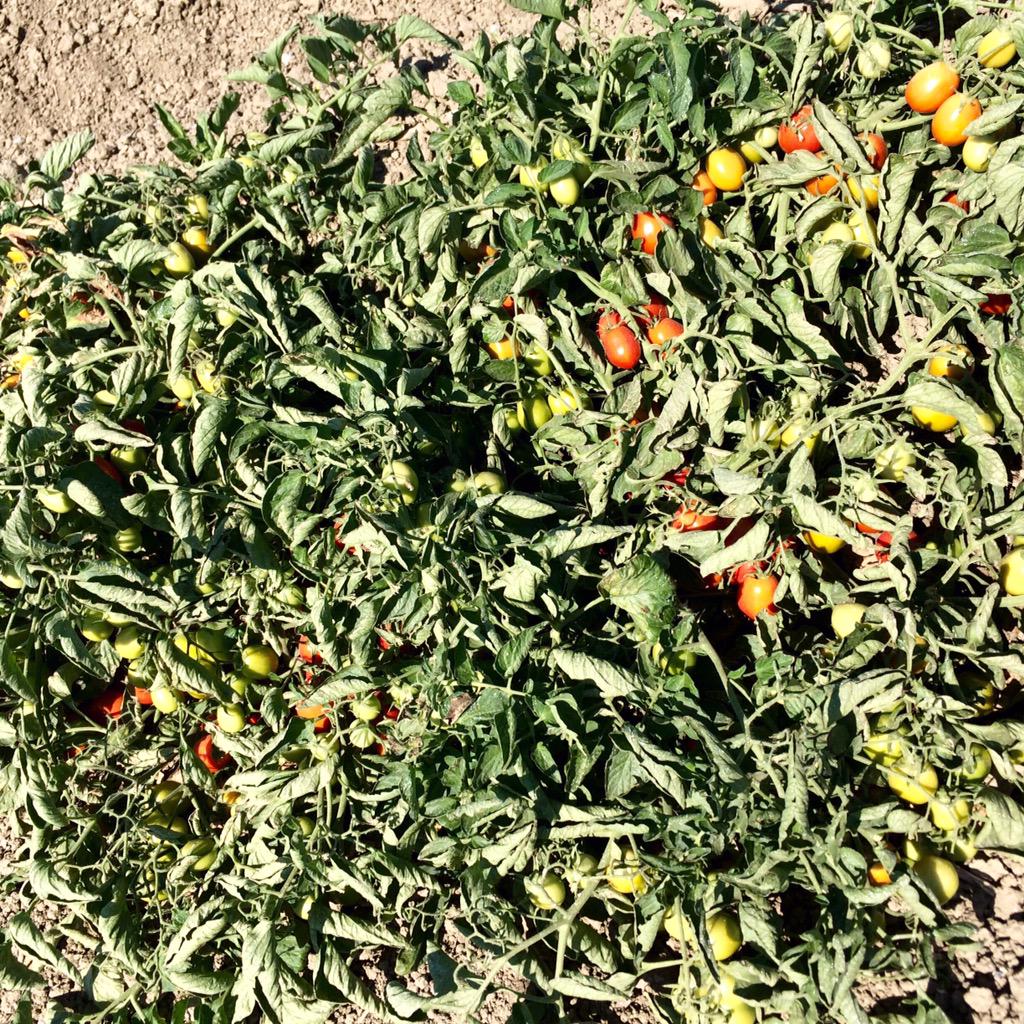 marc_suderman's tweet photo. Heat #stress happens! #sunburn losses avoidable w/ #ultragro #CropShield; apply B4 it's too late! #iFertilize http://t.co/FoBkxlpQ4s