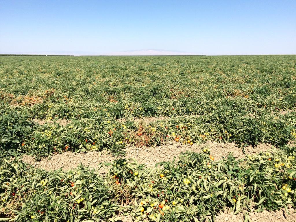 marc_suderman's tweet photo. Heat #stress happens! #sunburn losses avoidable w/ #ultragro #CropShield; apply B4 it's too late! #iFertilize http://t.co/FoBkxlpQ4s