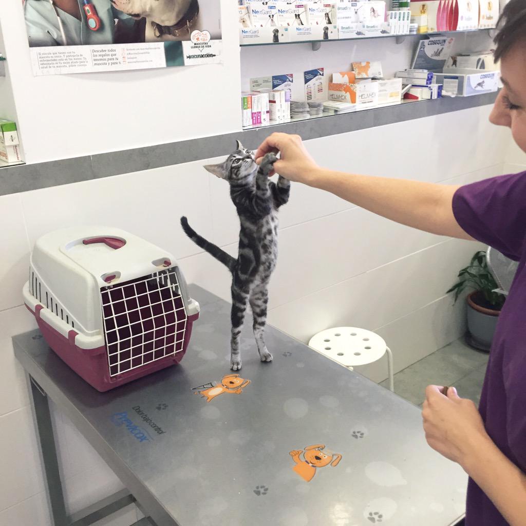 RafaMartinTV's tweet image. Gelamin en su 1a cita con la doctora.Como veis le estoy entrenando y alimentando para que sea un gatito muy Fitness.😺