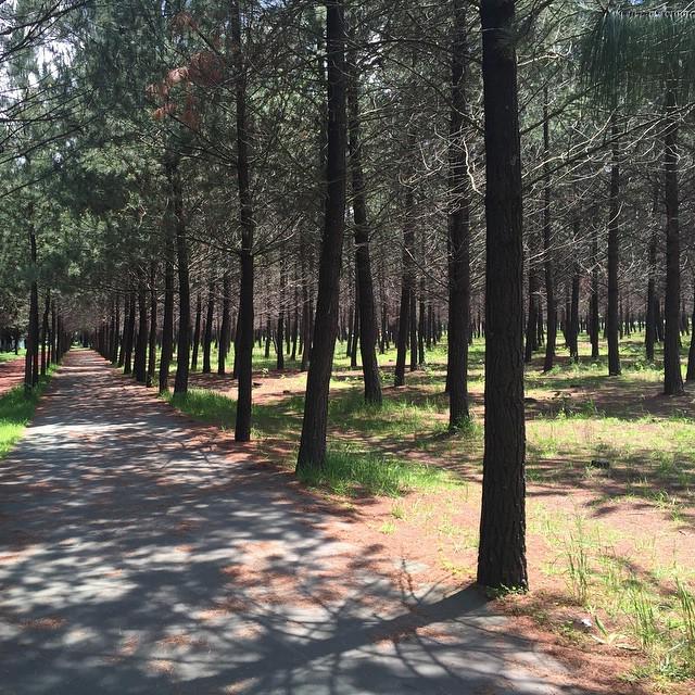 polodiazphoto's tweet photo. #skating #rollers #8km #rollerblade #inline #skates #firefly #bicentenario #metepec #dontwalk #skaters #rollerskati… http://t.co/hX6RF8Yfym