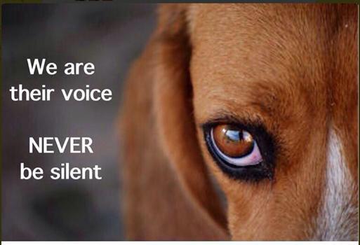 TinaLouiseJohn's tweet photo. Speak out about this cruel abuse to dogs and cats in Yulin China #StopYulin4Good They are NOT food or medicine!! http://t.co/46sTYfhvq9