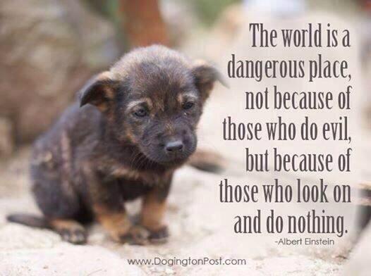 TinaLouiseJohn's tweet photo. Speak out about this cruel abuse to dogs and cats in Yulin China #StopYulin4Good They are NOT food or medicine!! http://t.co/46sTYfhvq9