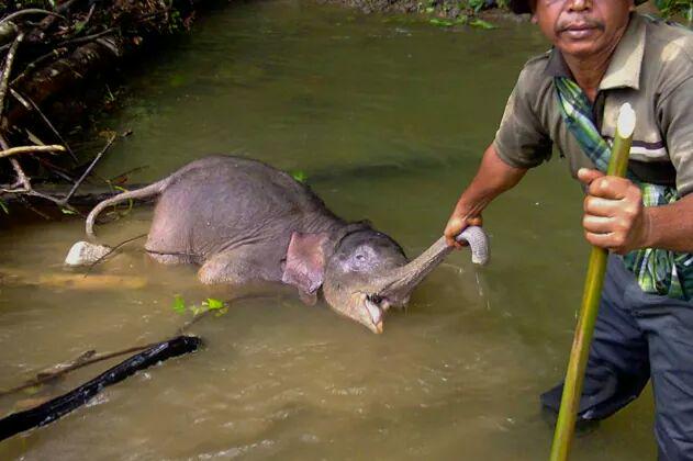 monde_biodi's tweet photo. Massacrons les 3000 derniers éléphants de Sumatra pour de l'huile de palme, c'est pas grave. http://t.co/KqiGC8iTSW