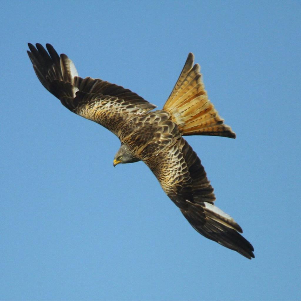 Whitby94's tweet image. Red Kite taken at reading uni. #bird #ReadingUni #zoology #photography