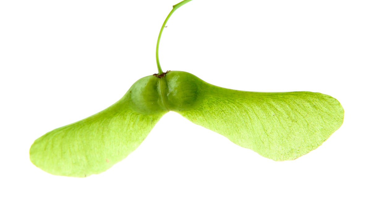 FarmersAlmanac's tweet image. "I believe I can fly!" #mapleseeds farmersalmanac.com/blog/2015/06/1…