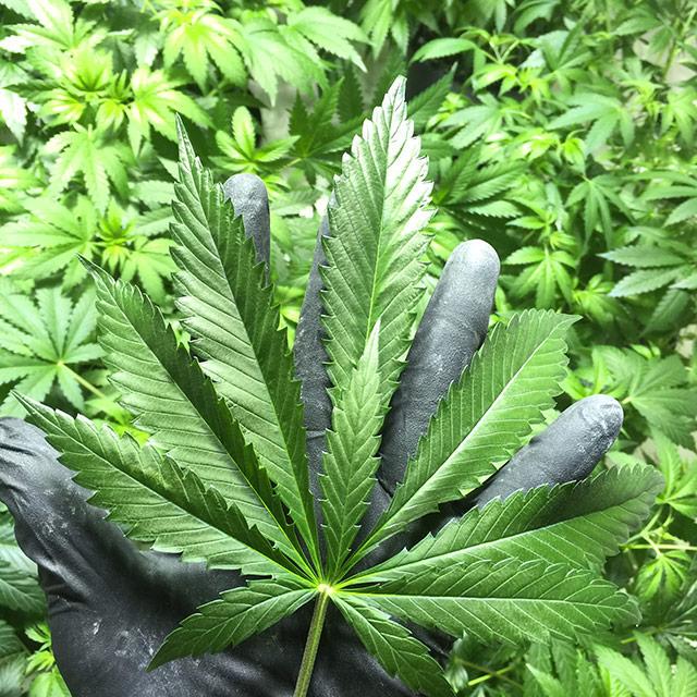 HIGH_TIMES_Mag's tweet photo. #MustSee Photos - Mutant Leaves and Zombie Weed 
http://t.co/gqCW1S4owI http://t.co/hGcZvZdVxL