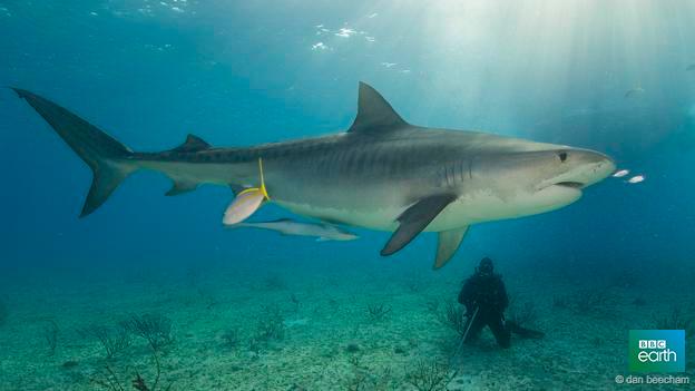 BBCEarth's tweet photo. Tiger sharks’ epic migration revealed http://t.co/QCYy06ilRn http://t.co/2lGmocnxBW