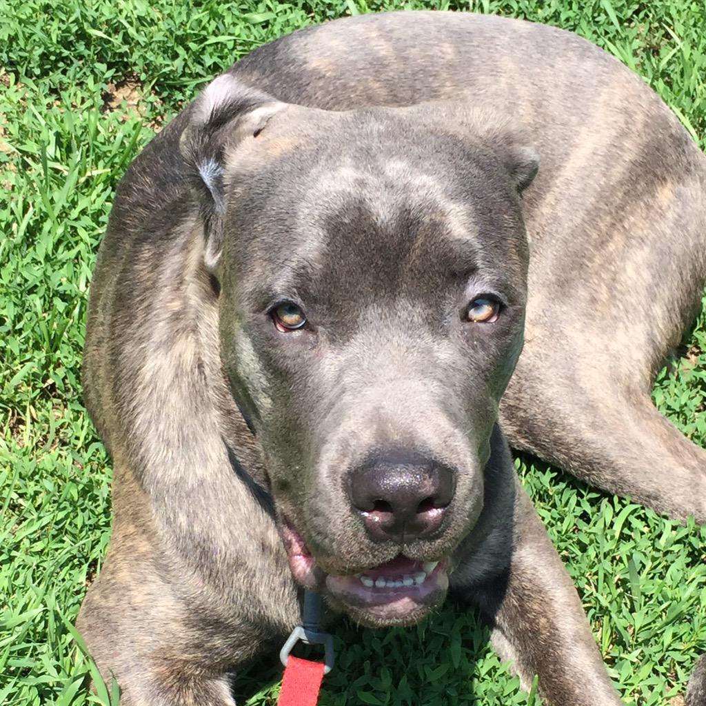 Gigi_Boxer's tweet image. 😍😘❤️