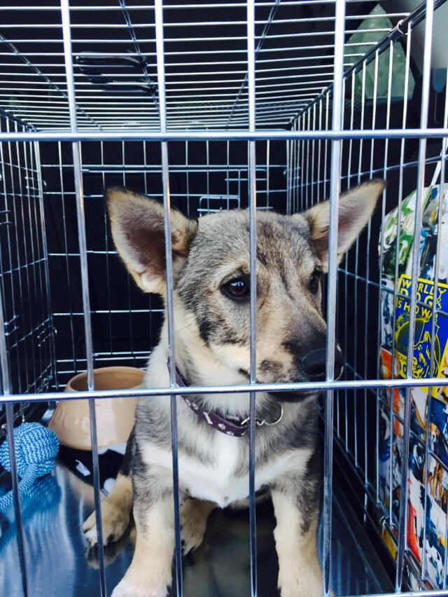 Here he is!!! #Axel #swedishvallhund