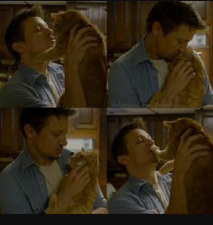 gatito busca PAU tweet media