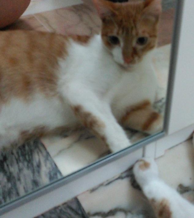 gatito busca PAU tweet media