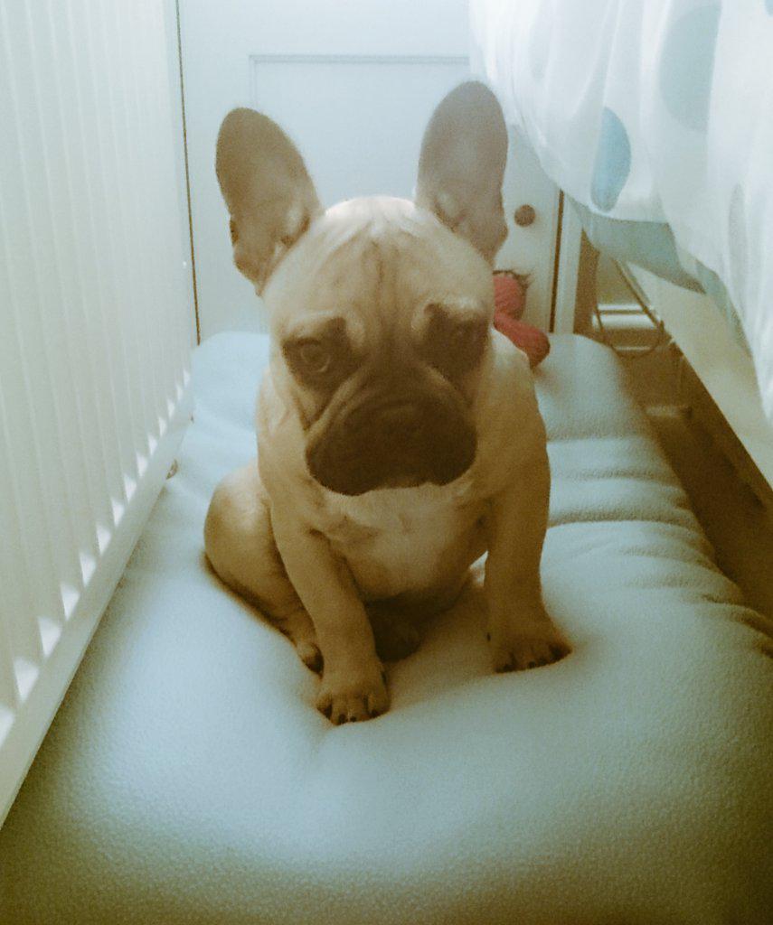 The #FooFighters news about #davegrohl has even made the dog depressed #getwellsoondave #frenchiefriday