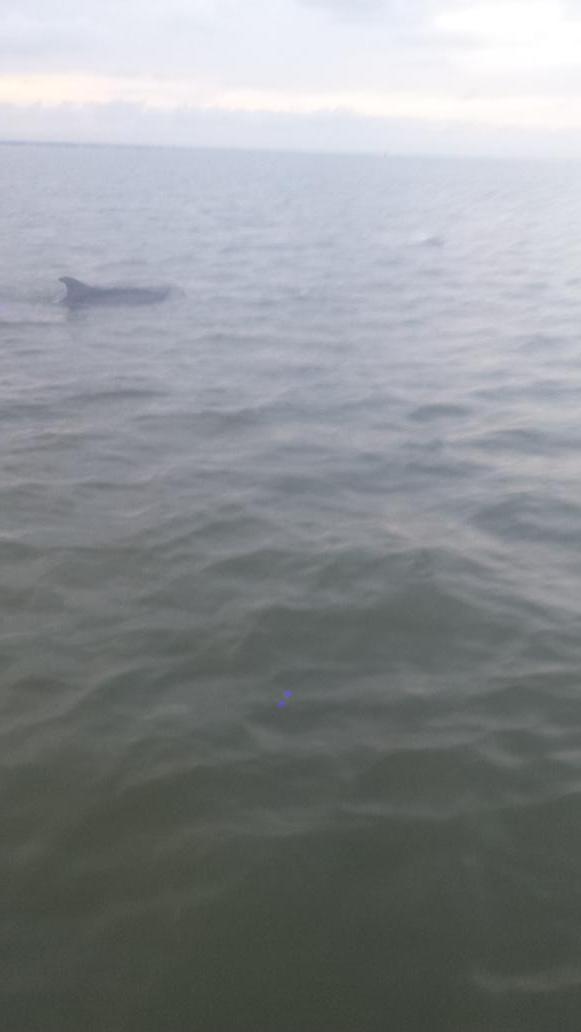 j_c_l62's tweet photo. Paddled thru the tidal marshes east of Savannah to this abandoned light house. Then was followed by a huge shark. http://t.co/EHemN7OMly