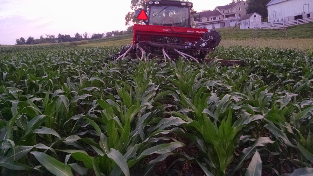 CoverCropCoach's tweet image. #interseeding into waist high corn with @DawnBIOLOGIC interseeder units. 8 way #covercrop mix.