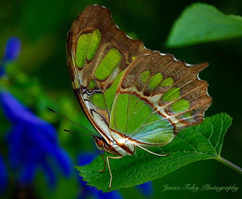 Embedded image permalink