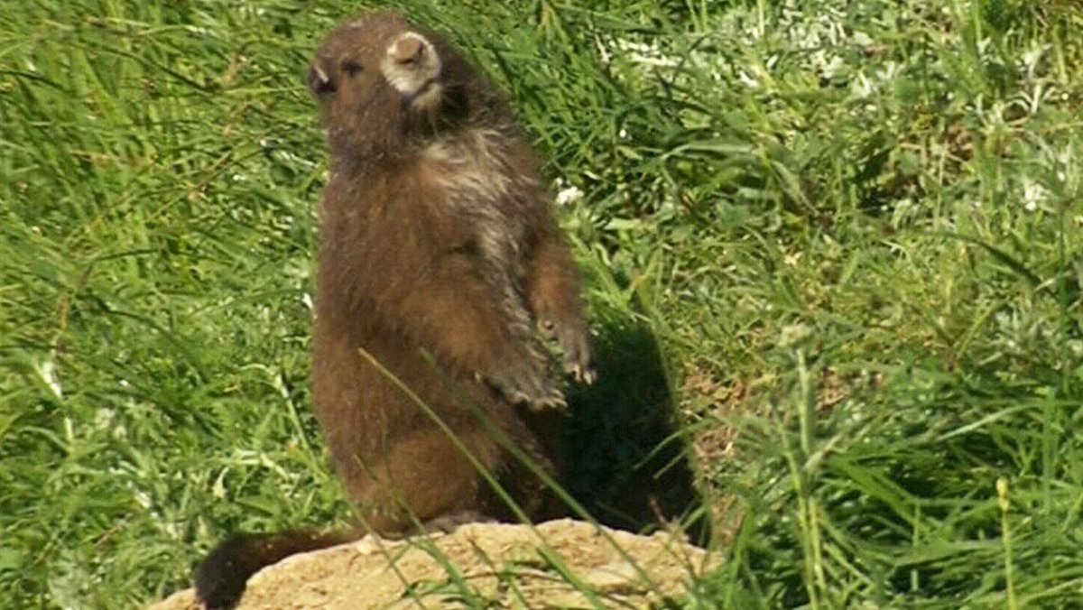 CTVNewsVI's tweet photo. Vancouver Island marmot bounces back from edge of extinction http://t.co/hI65rnl7Eg http://t.co/iJuoicsuVH