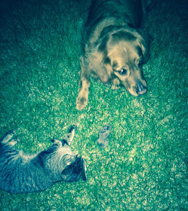 IAmJacobAllen's tweet photo. My animals are fighting over what to do with this little bunny http://t.co/GV7mP4UxlP