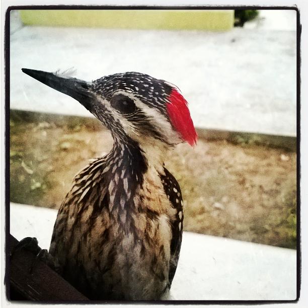 An early morning visitor to my window today...the Black rumped Flameback Woodpecker...what a cute little bird...