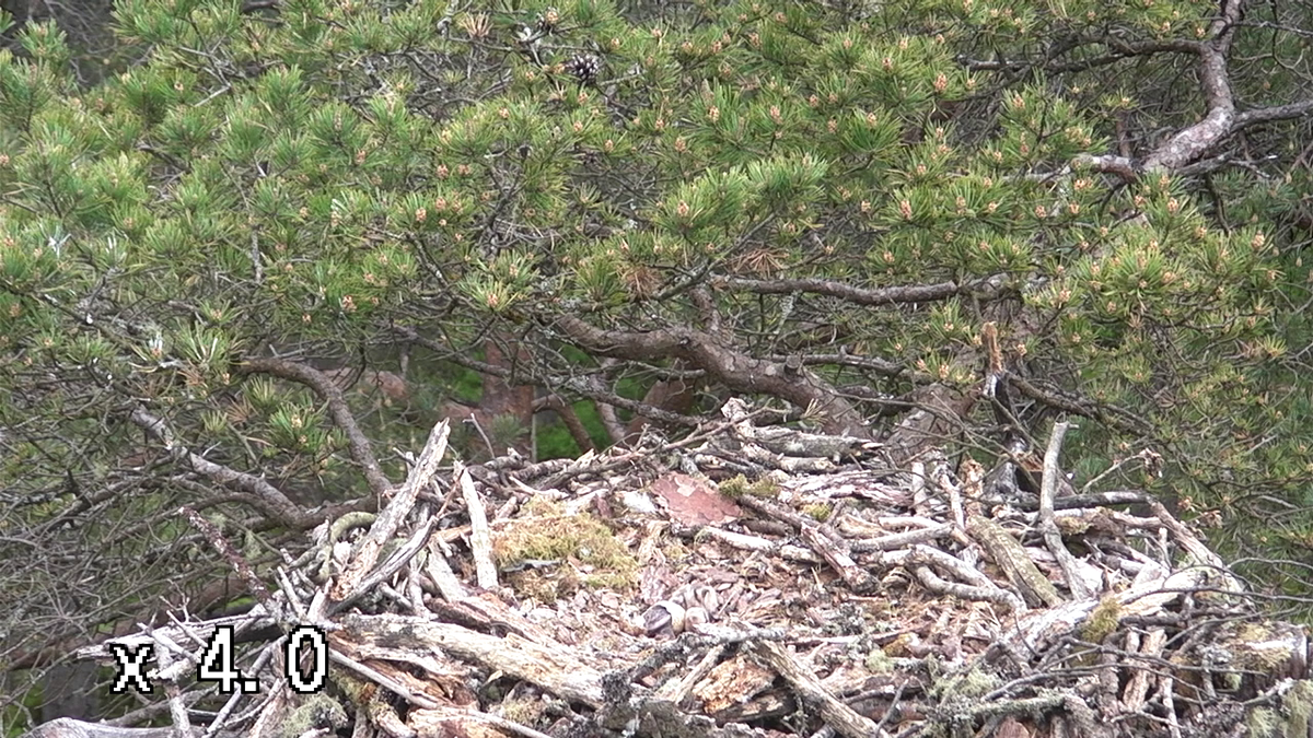 The second egg has just hatched! Look closely and you can see the chick emerging from the egg!