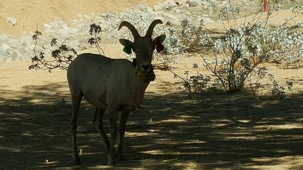 PhxJayhawk's tweet image. 7 rounds in 4 days complete. Score doesn&apos;t matter when nature &amp;gt; game. #golflife #hackersparadise