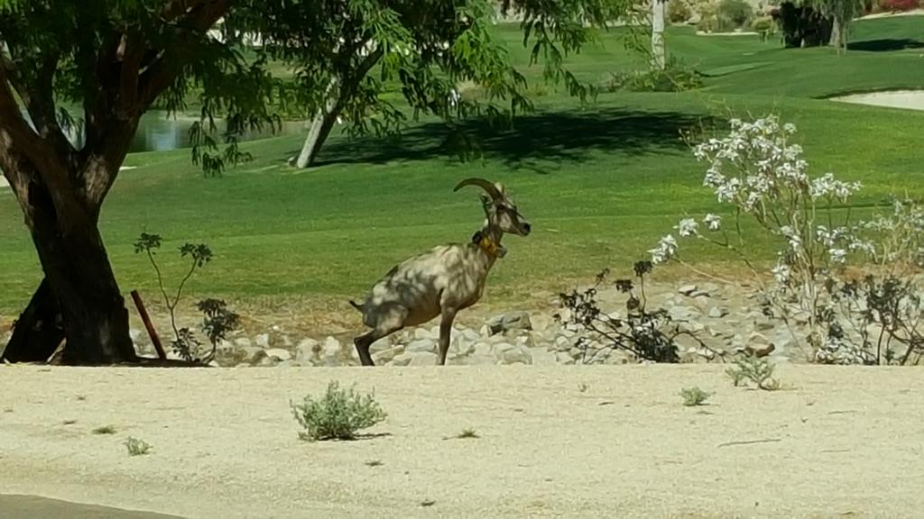 PhxJayhawk's tweet image. 7 rounds in 4 days complete. Score doesn&apos;t matter when nature &amp;gt; game. #golflife #hackersparadise