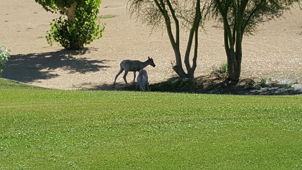 PhxJayhawk's tweet image. 7 rounds in 4 days complete. Score doesn&apos;t matter when nature &amp;gt; game. #golflife #hackersparadise