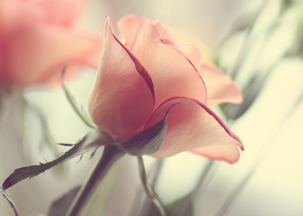 FloweJr's tweet image. Pink rose Junior
