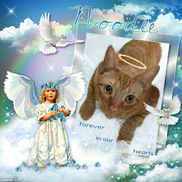HealingPurrsPaw's tweet photo. #WLF #HealingPurrsPawty 
Wif #LUV n #REMEMBRANCE
♡#NOODLE♡ aka @StupidNoodleCat
💞💞💞💞🌈🌈🌈🐈🐈🐈 http://t.co/EqMfk6tzuI