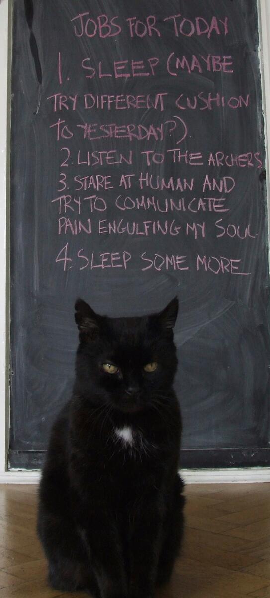 MYSADCAT tweet picture