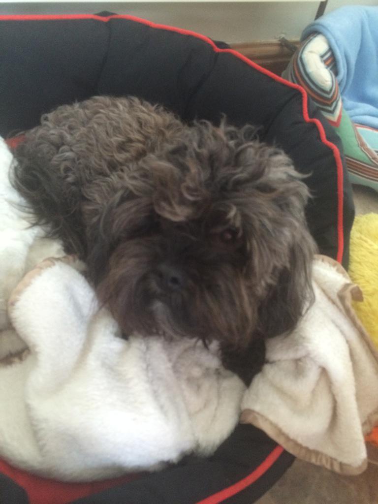 JennaNSmart's tweet photo. Can't believe this little fluff ball is 2 today! Love him so much!! #birthday #bigboy2 #treats 🐶🐾🎂🎉🎁 http://t.co/FlOfXkUUkX