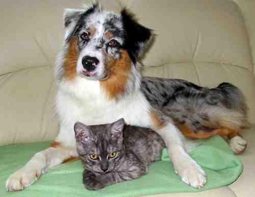 DailyAussie tweet picture