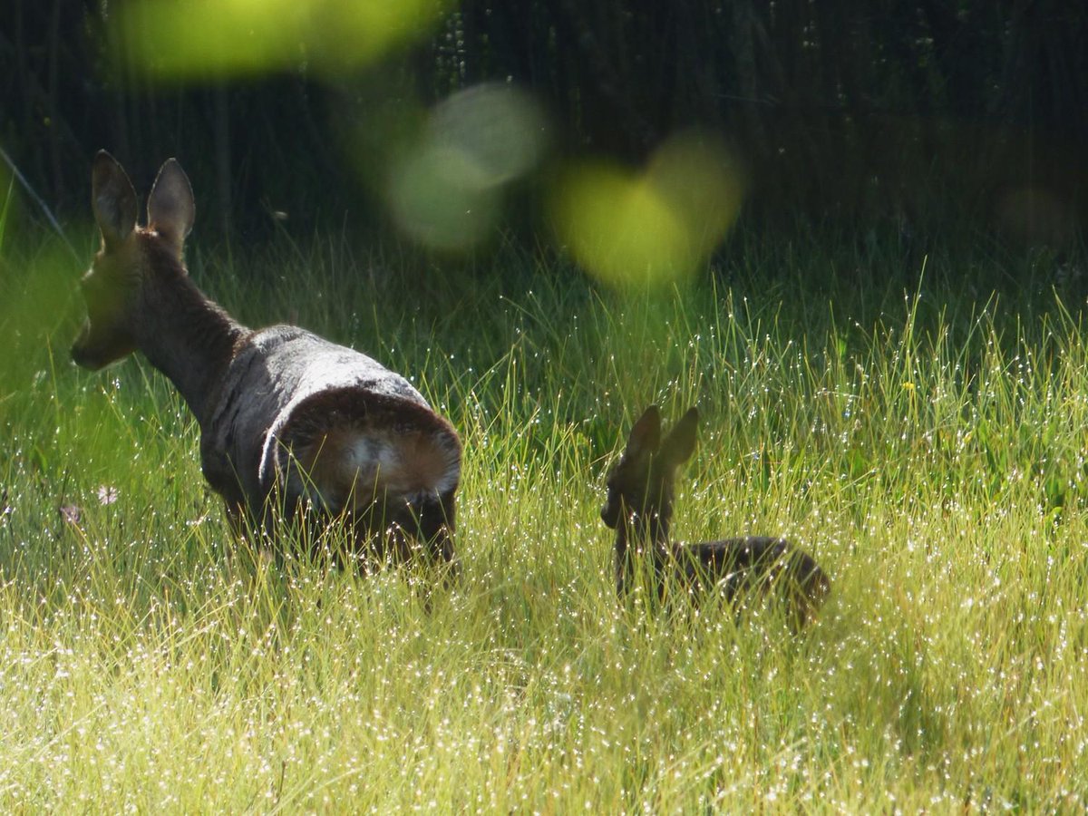 helvellyn's tweet photo. This was the closest we got to #patterdale #bambi - never easy with #morgan in tow... http://t.co/HNguRhYYlO