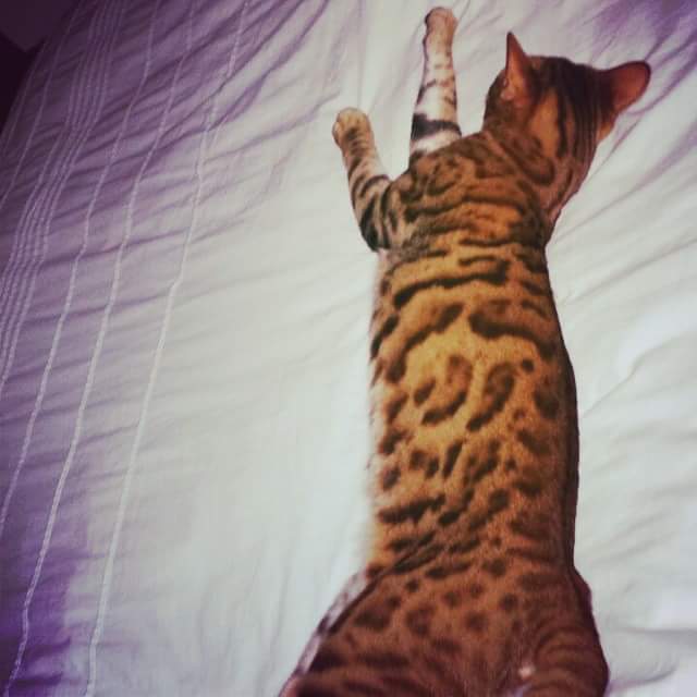 sedlescombekjk's tweet photo. MISSING FAMILY CAT
Please share, been missing over 24hrs ticehurst/wadhurst area #ticehurst #wadhurst #missingcat http://t.co/IKGfOqhit3