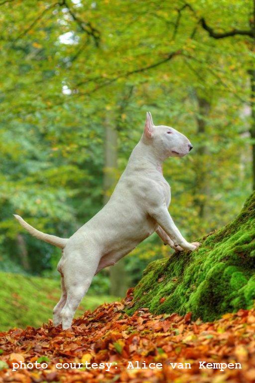PidiLead's tweet photo. #Pidi's beloved #bullterriers results @WdsMilano2015: Alice, beatiful Unfailing In Wonderland from France is WW&amp;BOB! http://t.co/3SIjVJIlxk