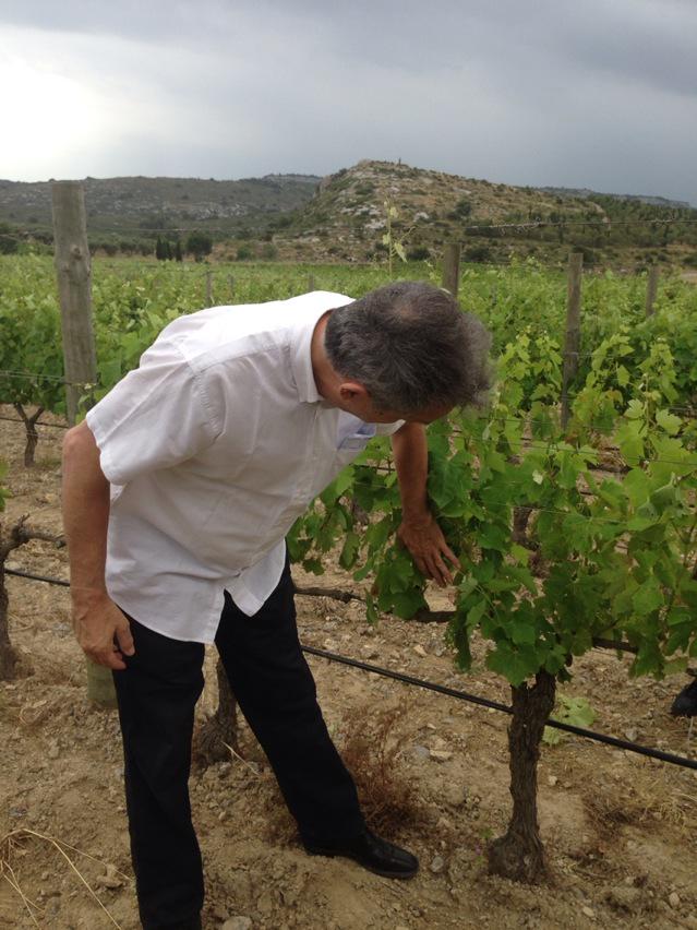 MatthewStubbsMW's tweet photo. Checking out the #Grenache in La Clape with Peter Wildbolz of Mas du Soleilla. http://t.co/RIJHMIX4UY