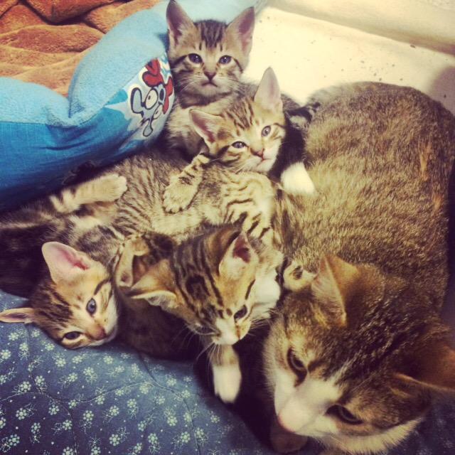 Brooklyn Vet Clinic (CastleRockVet) Twitter