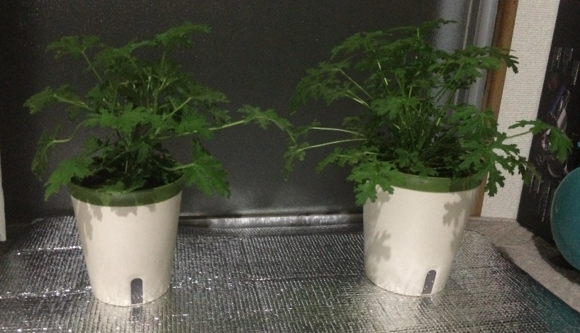 W 蚊嫌草とレモンゼラニウム 日陰とled電球での光合成で成長しています 床に差し込む光を反射させれば成長が促進されるもではないかと思って銀色の断熱シートを設置してみました 大麻の製造工場ではありません 笑 時々 またupします Http T W 蚊嫌草とレモンゼラニウム 日陰とled電球での光合成で成長しています 床に差し込む光を反射させれば成長が促進されるもではないかと思って銀色の断熱シートを設置してみました 大麻の製造工場ではありません 笑 時々 またupします Http T