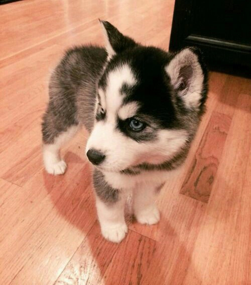 ''Sometimes I think my baby Luna is beyond cuteness~!"